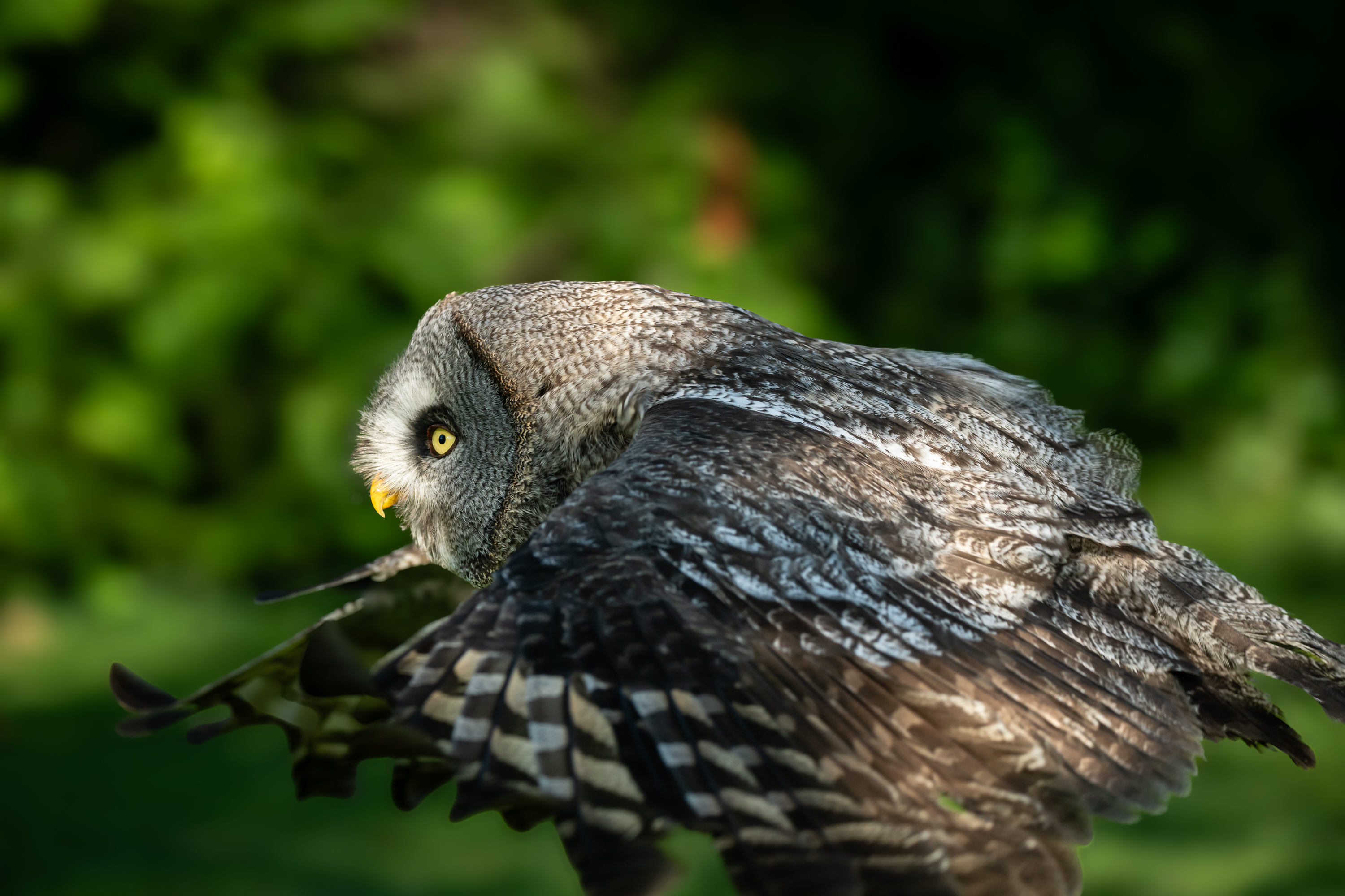 Falknereihof Haging 2481